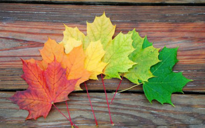 Autumn Menù 2019 at Euganean Hills